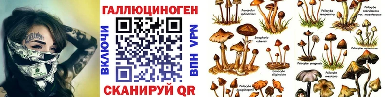 Галлюциногенные грибы Psilocybe  Саратов 